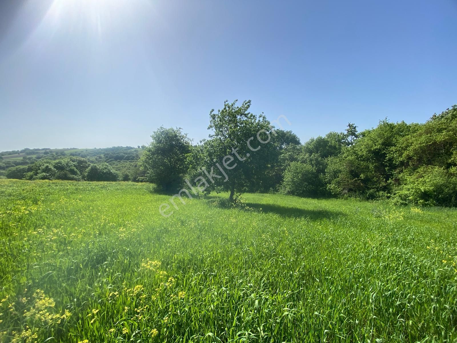 Mudanya Esence Kavakdere'de Acil Satılık Tarla - Görsel 4