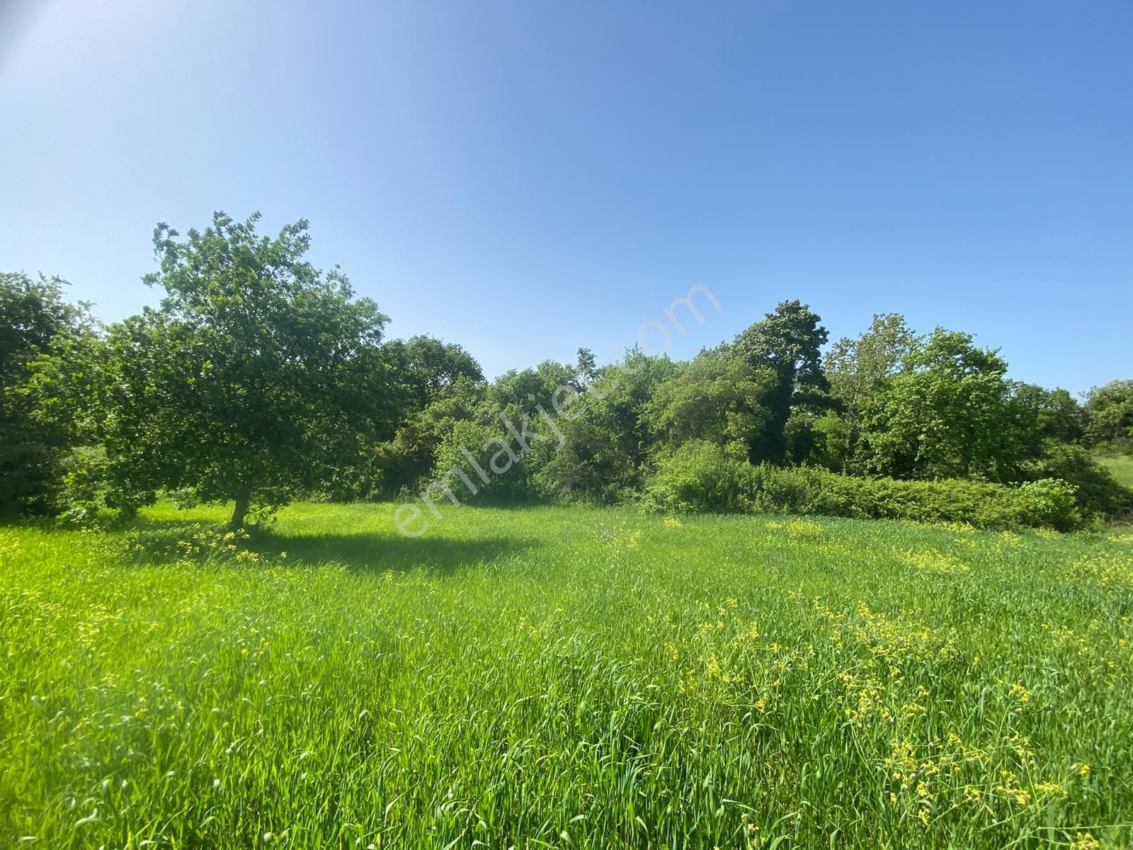 Mudanya Esence Kavakdere'de Acil Satılık Tarla - Görsel 6