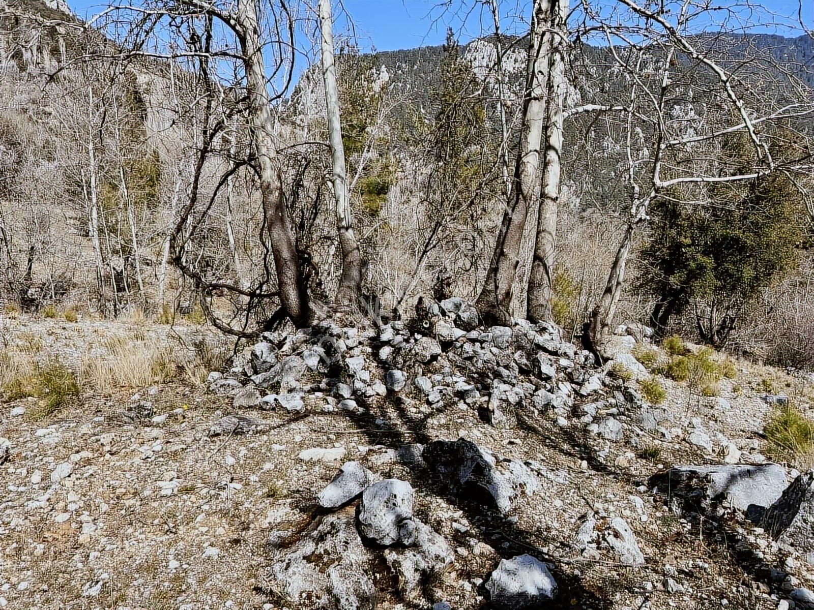 Kaş Ta Akarsuya Cepheli Sütleğen Beldibi Ev Ve 6.185 M2 Bahçe - Görsel 11