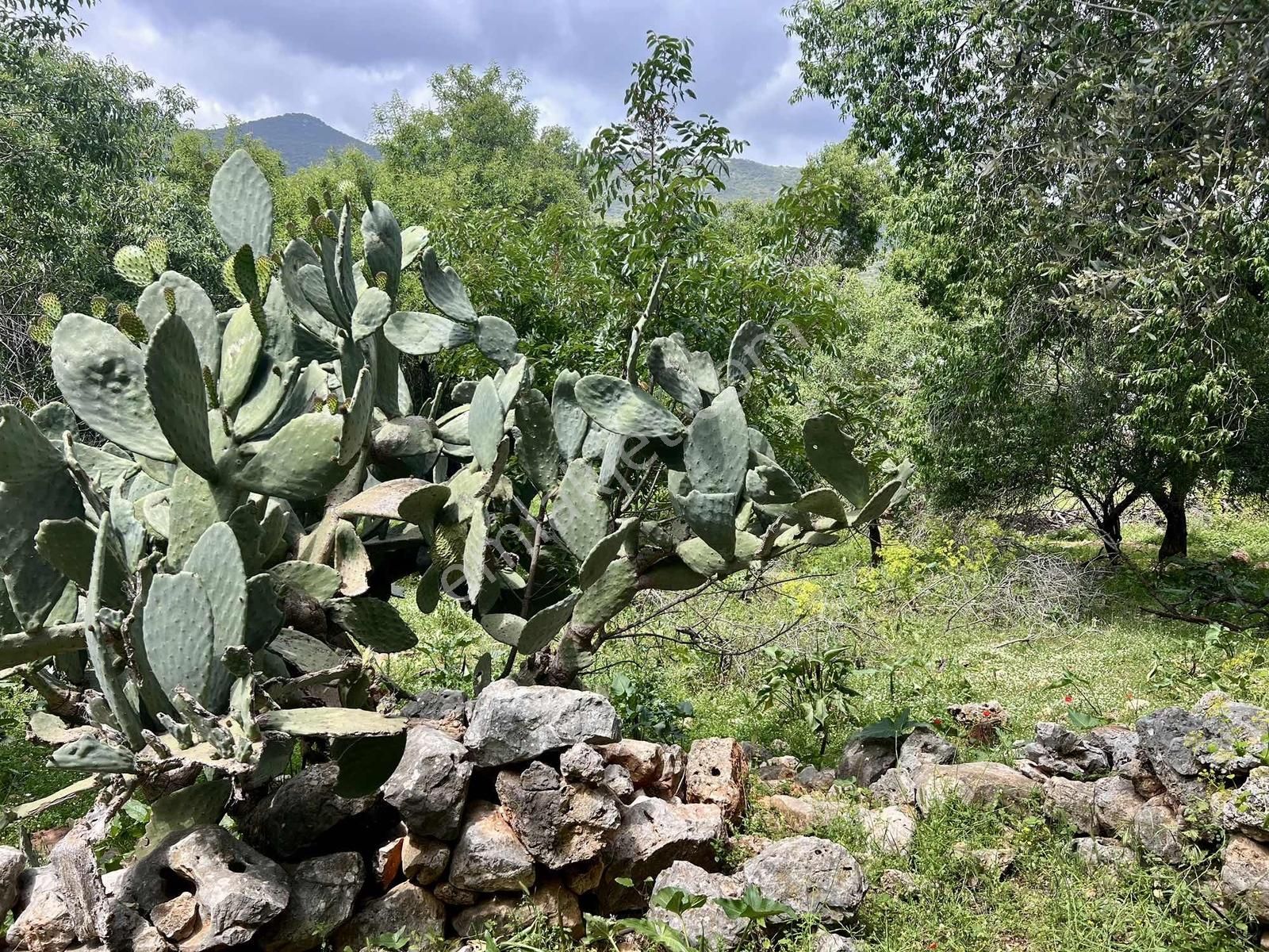 Kaş S.kılınçlı ( Kekova Bölgesi ) 2 Katlı Taş Ev Ve 660 M2 Bahçe - Görsel 26