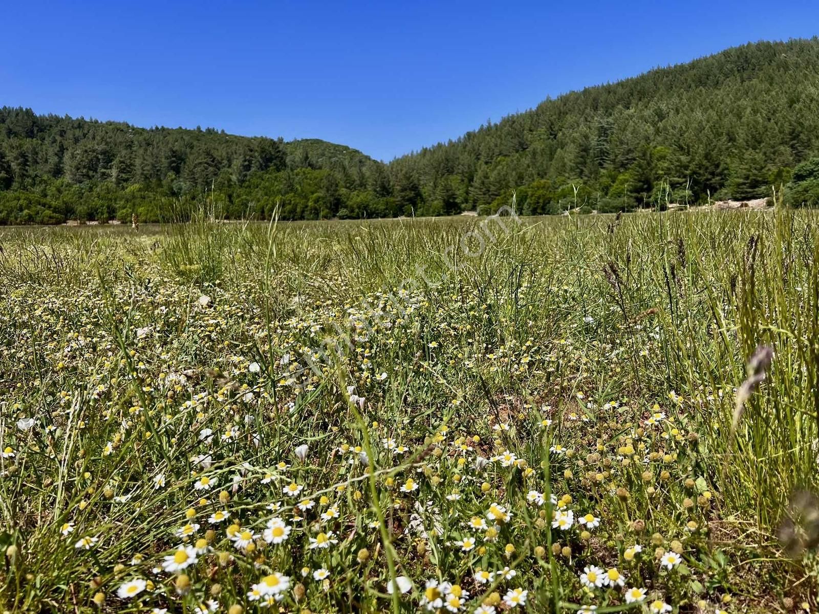 Kaş Sinneli 9.000 M2 Müstakil Tapu !! Bölgenin En Uygunu - Görsel 15