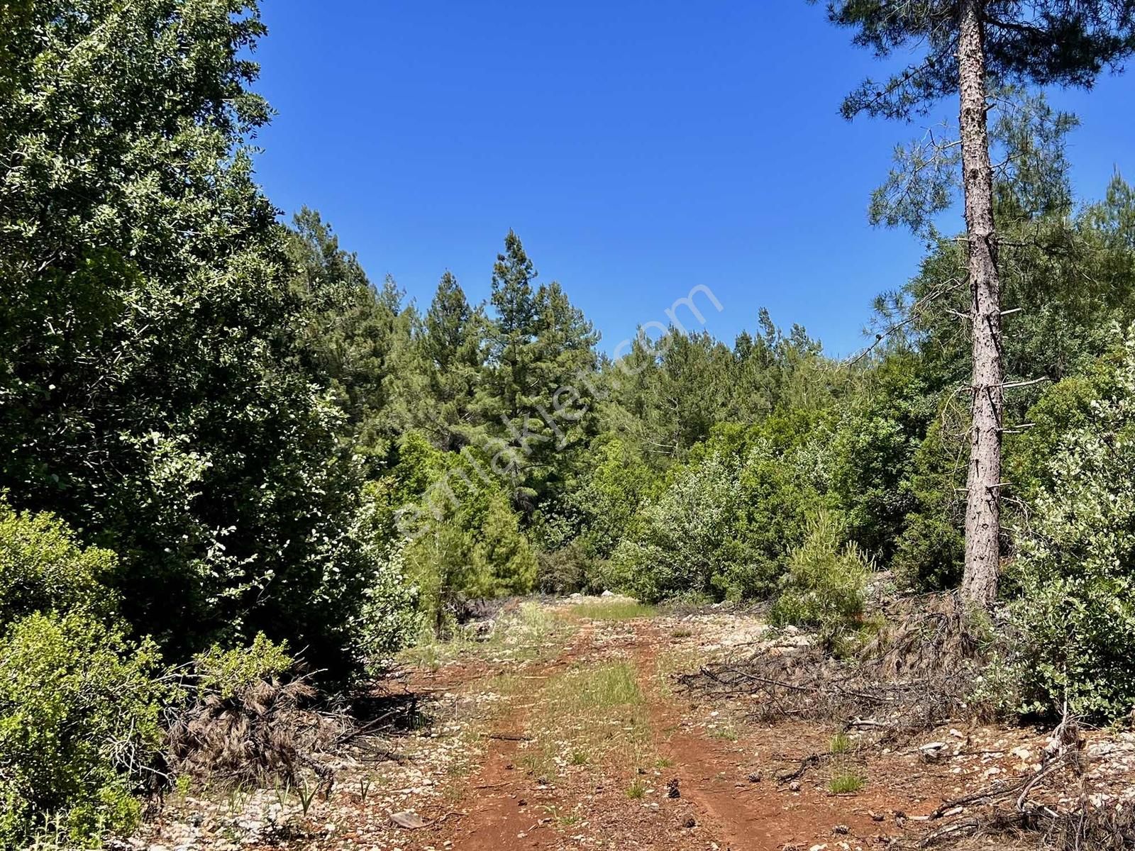Kaş Sinneli 9.000 M2 Müstakil Tapu !! Bölgenin En Uygunu - Görsel 7
