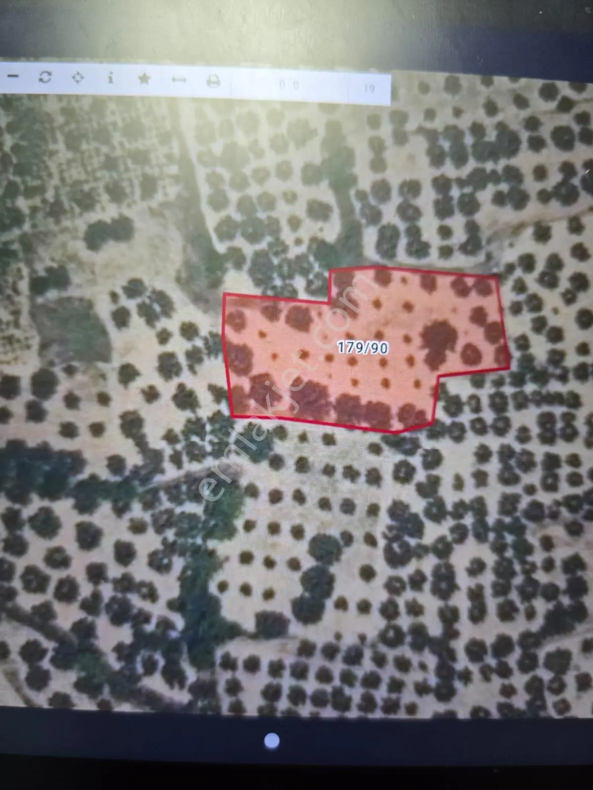 Şarköy-çınarlı 1584m2 Zeytinlik
