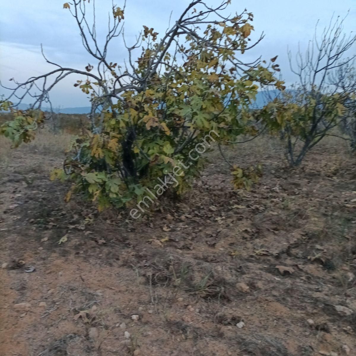 Tek Müstakil,fırsat Yer,miras Malıdır,acil Satılık Tarla, - Görsel 16