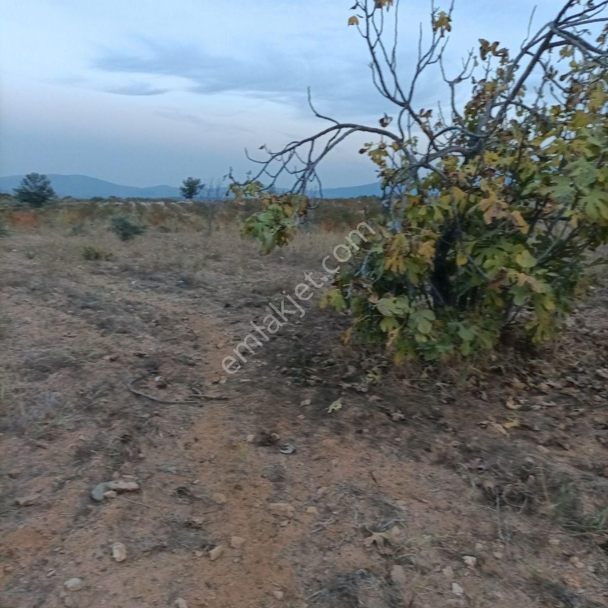 Tek Müstakil,fırsat Yer,miras Malıdır,acil Satılık Tarla, - Görsel 6