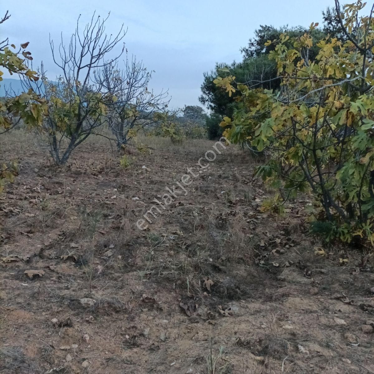 Tek Müstakil,fırsat Yer,miras Malıdır,acil Satılık Tarla, - Görsel 3