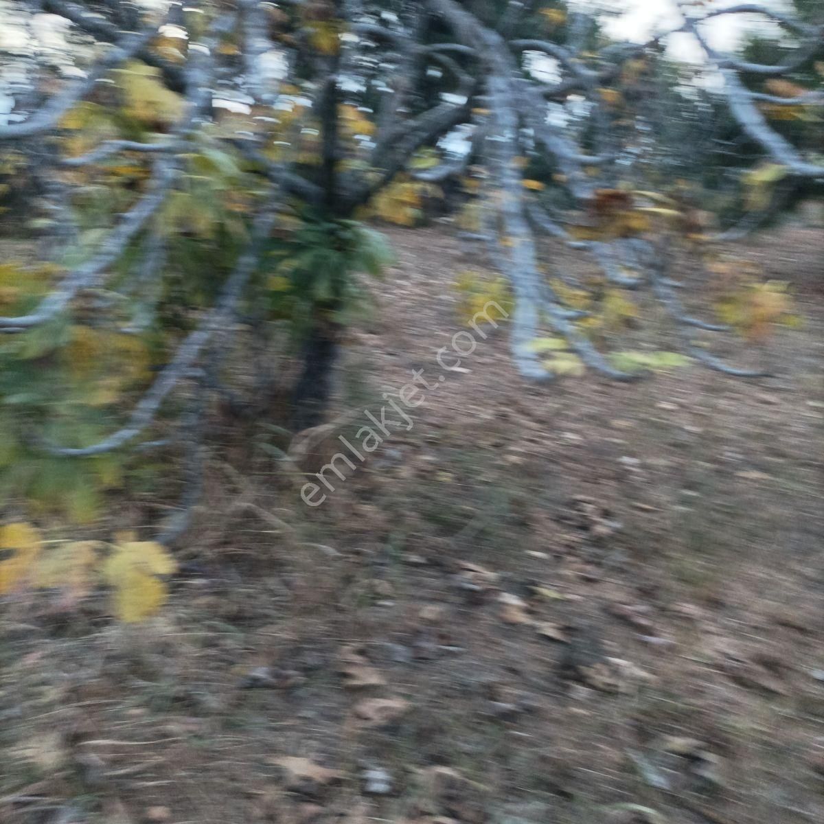 Tek Müstakil,fırsat Yer,miras Malıdır,acil Satılık Tarla, - Görsel 27