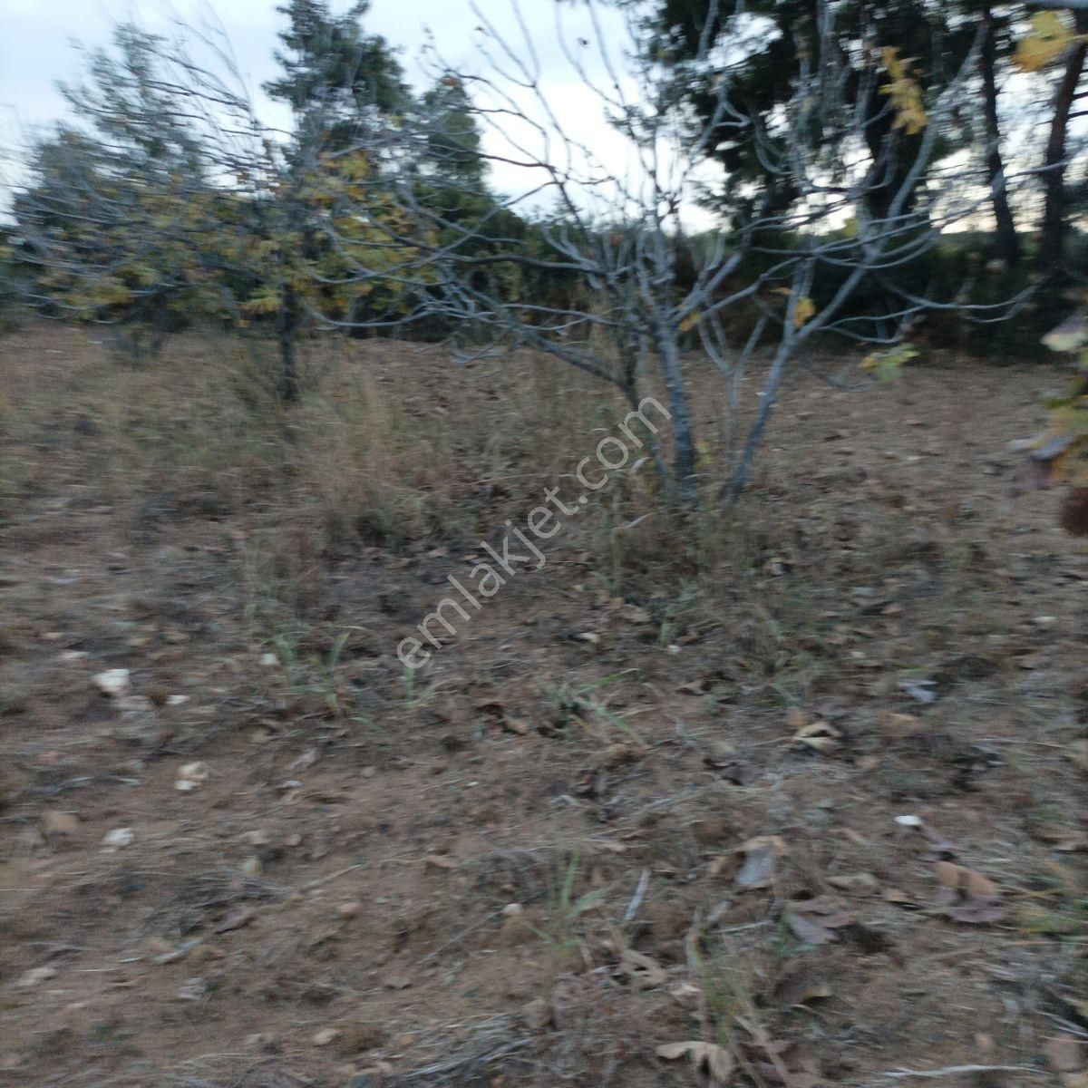 Tek Müstakil,fırsat Yer,miras Malıdır,acil Satılık Tarla, - Görsel 14