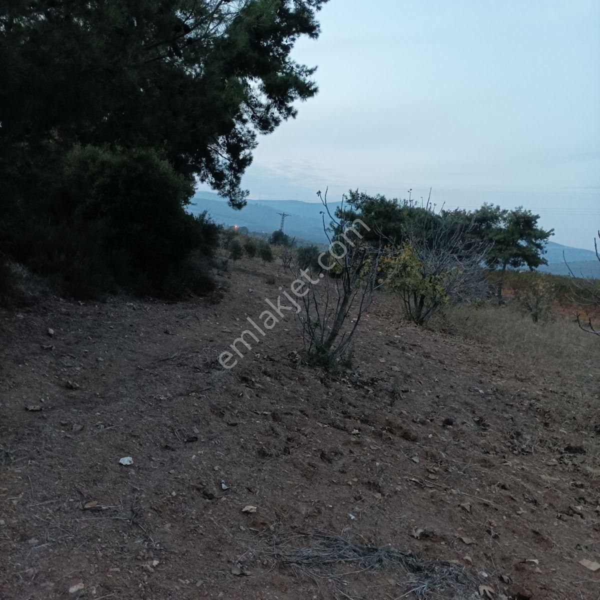 Tek Müstakil,fırsat Yer,miras Malıdır,acil Satılık Tarla, - Görsel 21