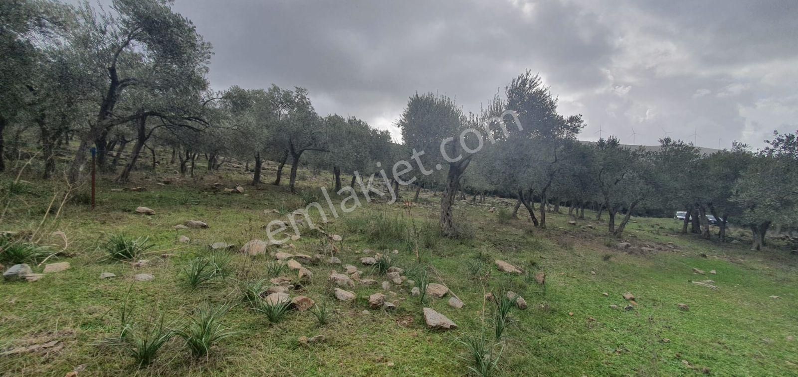 Didim Akbük, Balova Mevkinde Satılık,4700mt.zeytinlik.