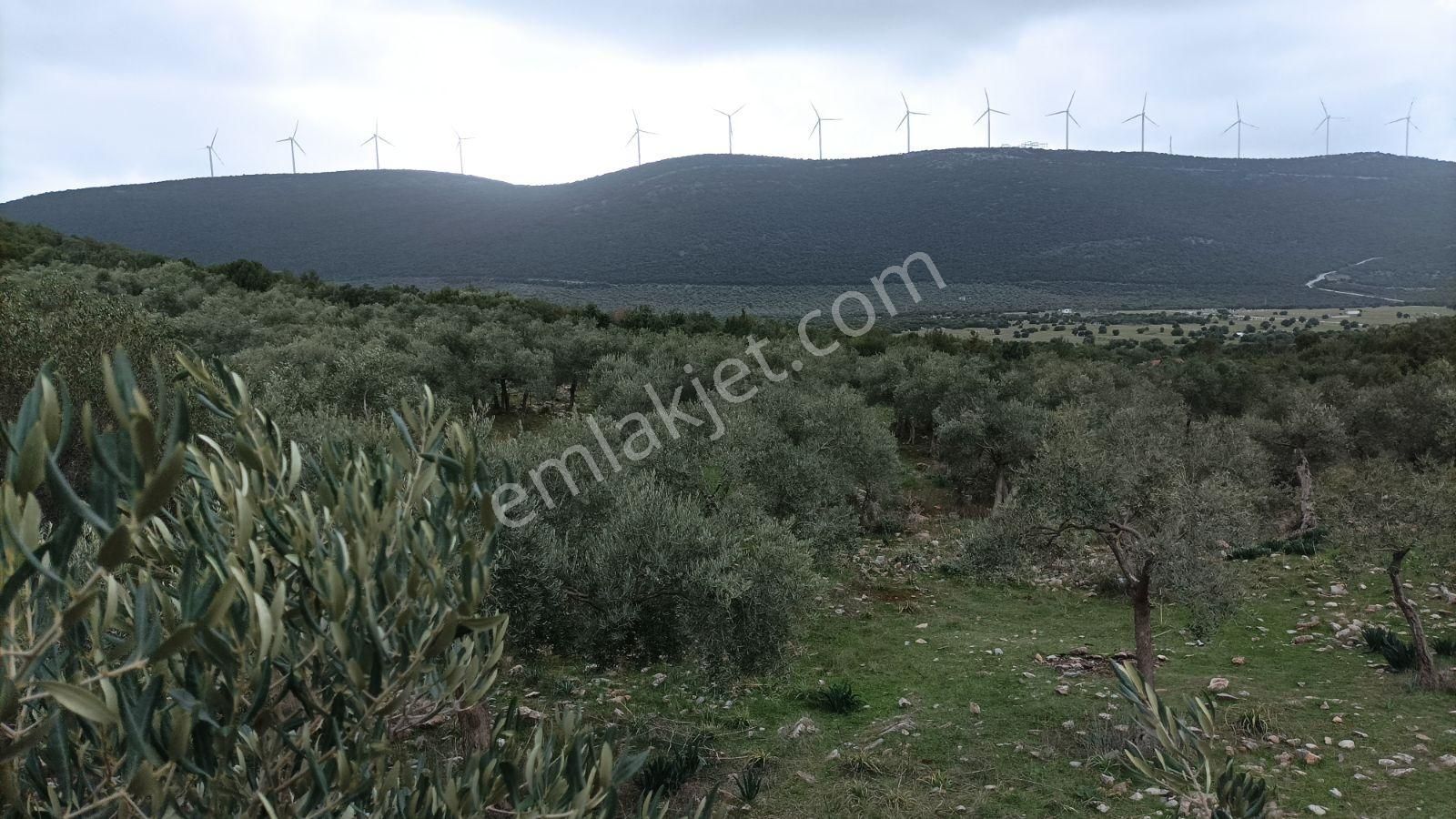 Didim Akbük, Balova Mevkinde Satılık,4700mt.zeytinlik. - Görsel 24