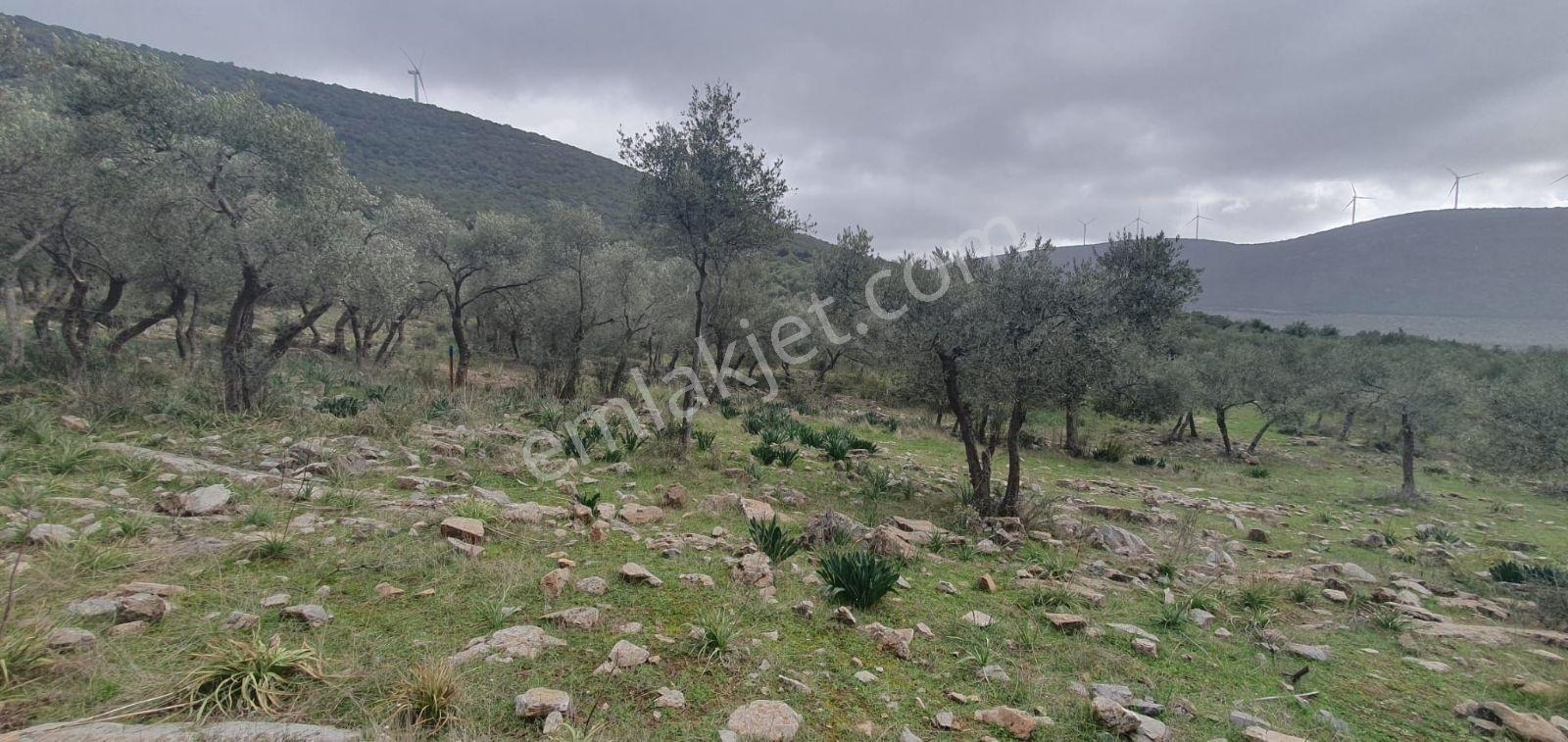 Didim Akbük, Balova Mevkinde Satılık,4700mt.zeytinlik. - Görsel 31