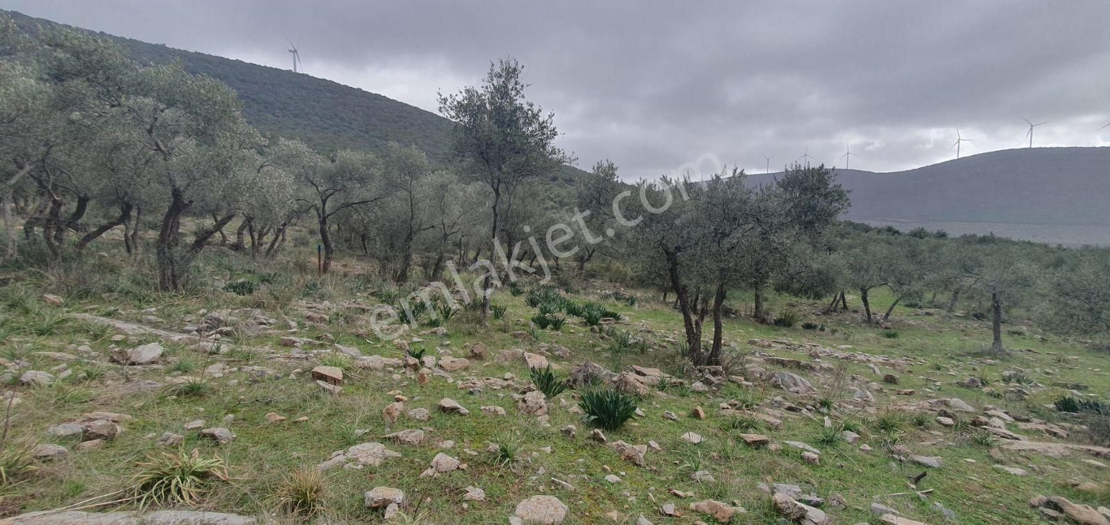 Didim Akbük, Balova Mevkinde Satılık,4700mt.zeytinlik. - Görsel 5