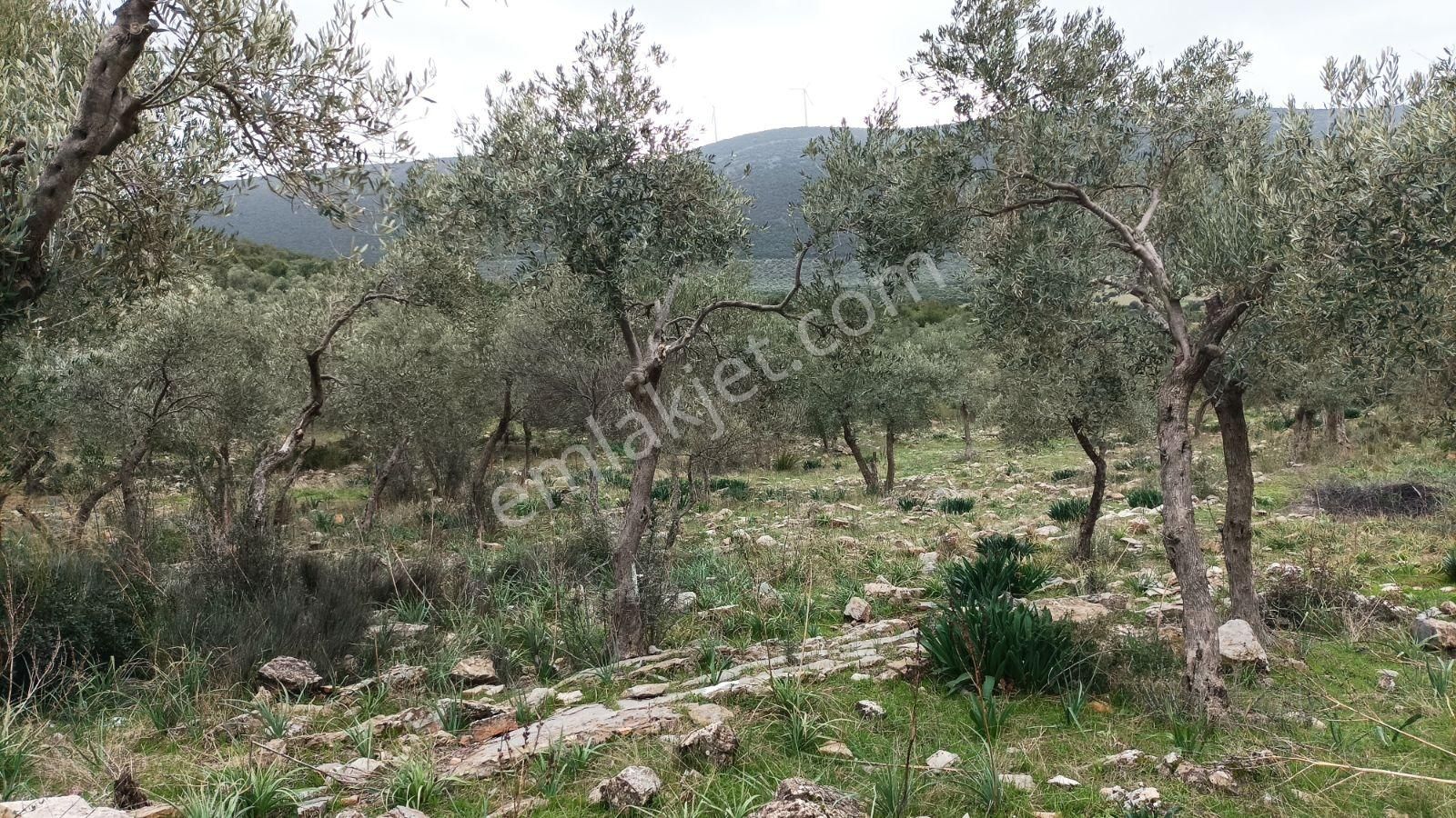 Didim Akbük, Balova Mevkinde Satılık,4700mt.zeytinlik. - Görsel 9