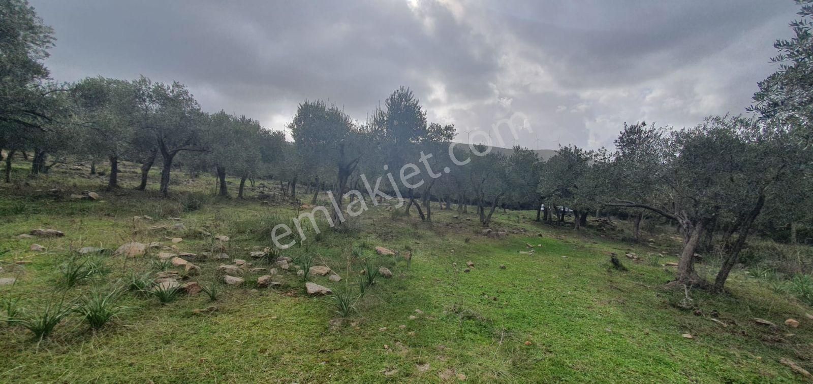 Didim Akbük, Balova Mevkinde Satılık,4700mt.zeytinlik. - Görsel 12