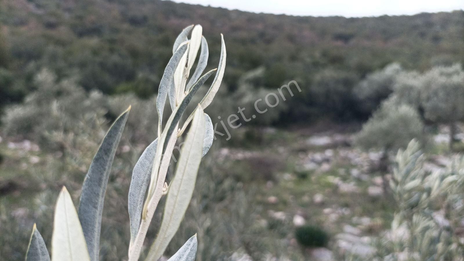 Didim Akbük, Balova Mevkinde Satılık,4700mt.zeytinlik. - Görsel 14