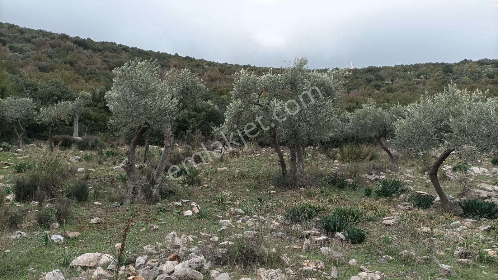 Didim Akbük, Balova Mevkinde Satılık,4700mt.zeytinlik. - Görsel 21