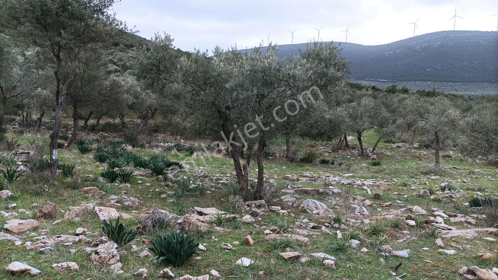 Didim Akbük, Balova Mevkinde Satılık,4700mt.zeytinlik. - Görsel 20