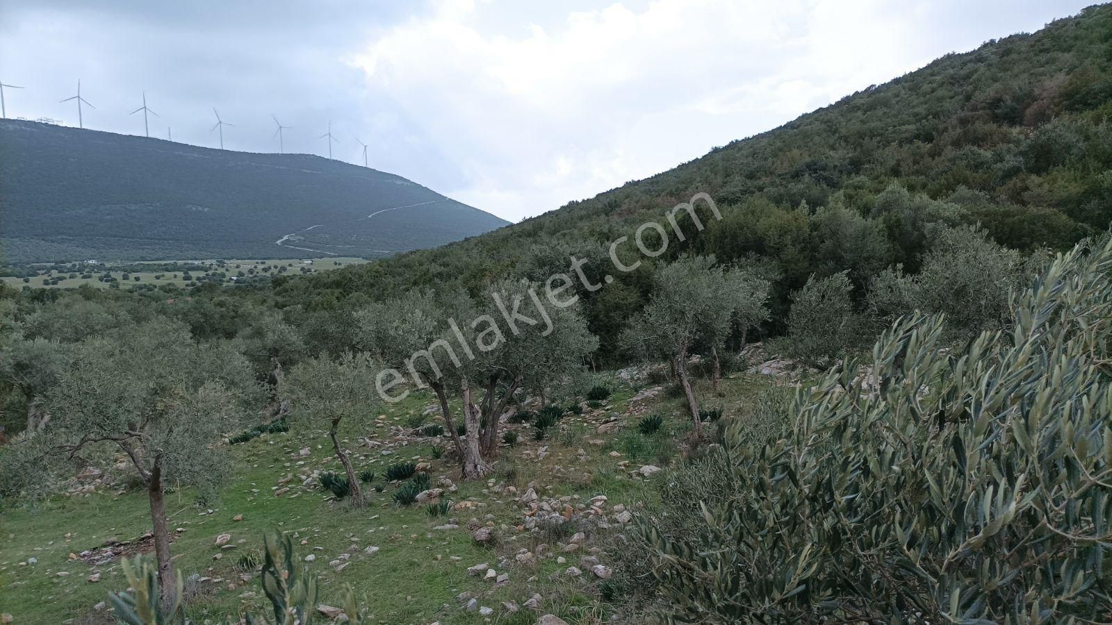 Didim Akbük, Balova Mevkinde Satılık,4700mt.zeytinlik. - Görsel 6