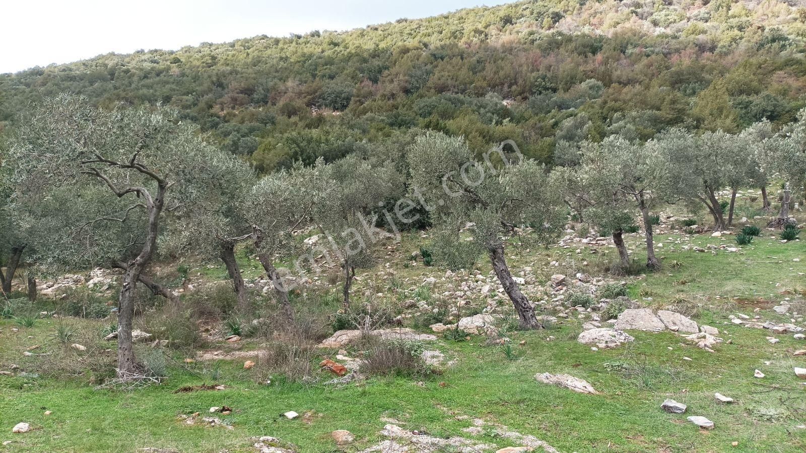 Didim Akbük, Balova Mevkinde Satılık,4700mt.zeytinlik. - Görsel 35