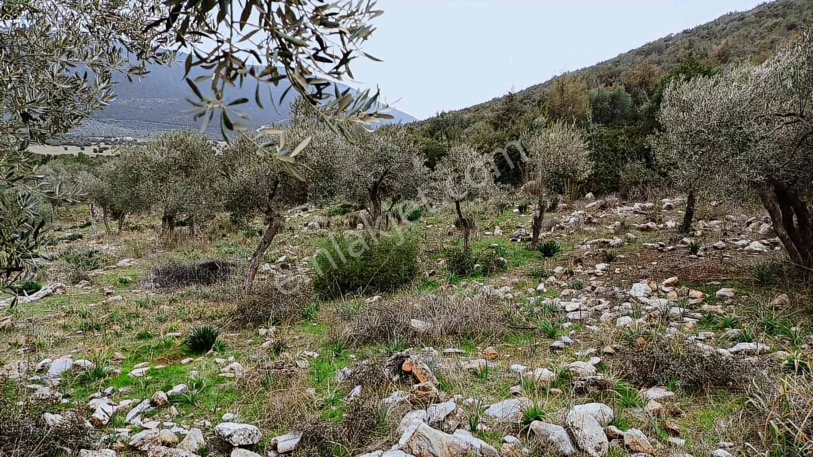 Didim Akbük, Balova Mevkinde Satılık,4700mt.zeytinlik. - Görsel 8