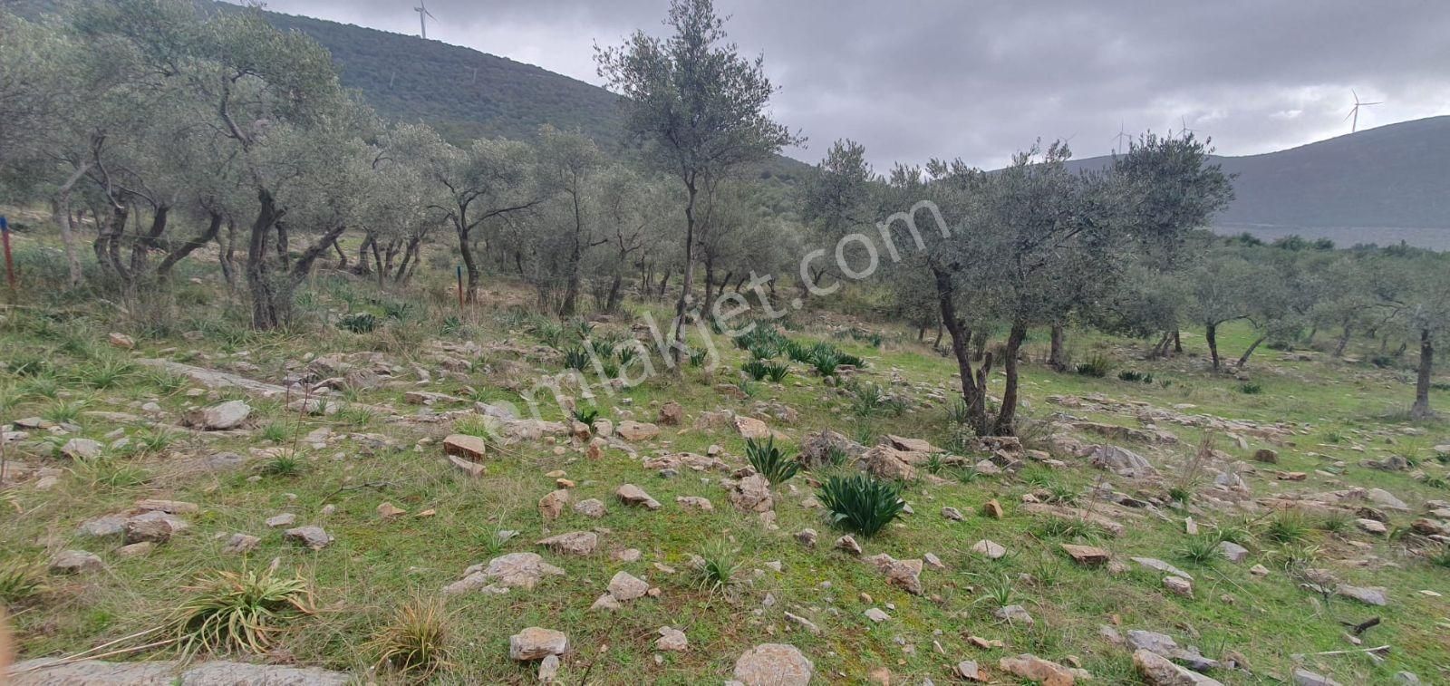 Didim Akbük, Balova Mevkinde Satılık,4700mt.zeytinlik. - Görsel 4