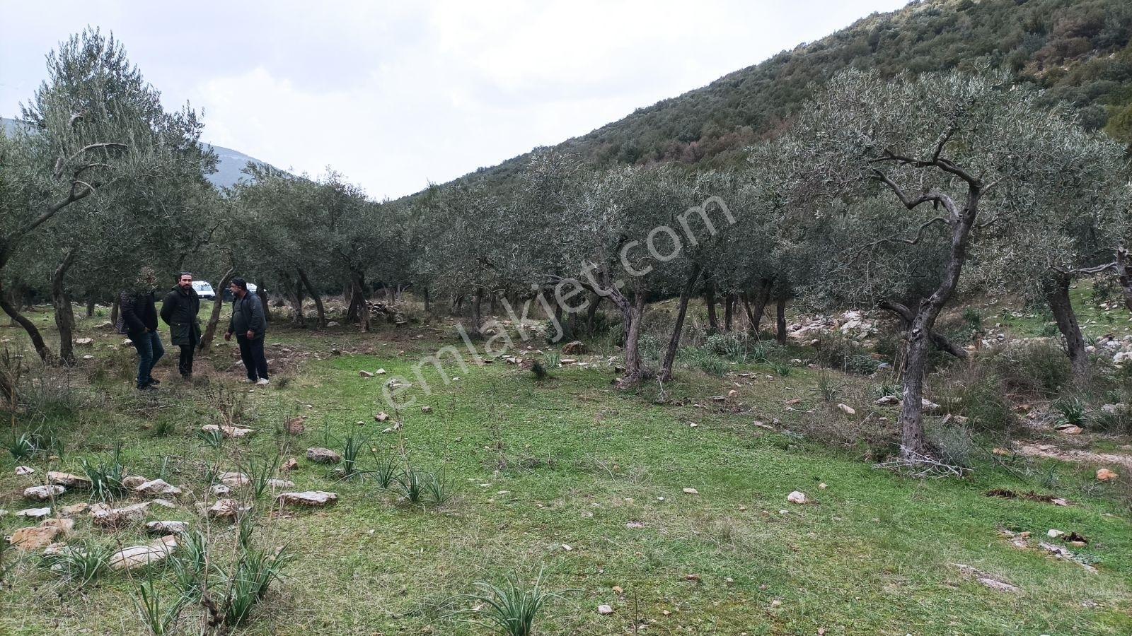 Didim Akbük, Balova Mevkinde Satılık,4700mt.zeytinlik. - Görsel 21