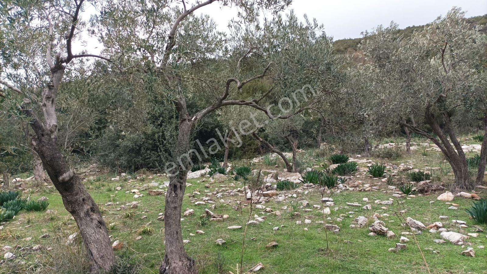 Didim Akbük, Balova Mevkinde Satılık,4700mt.zeytinlik. - Görsel 23