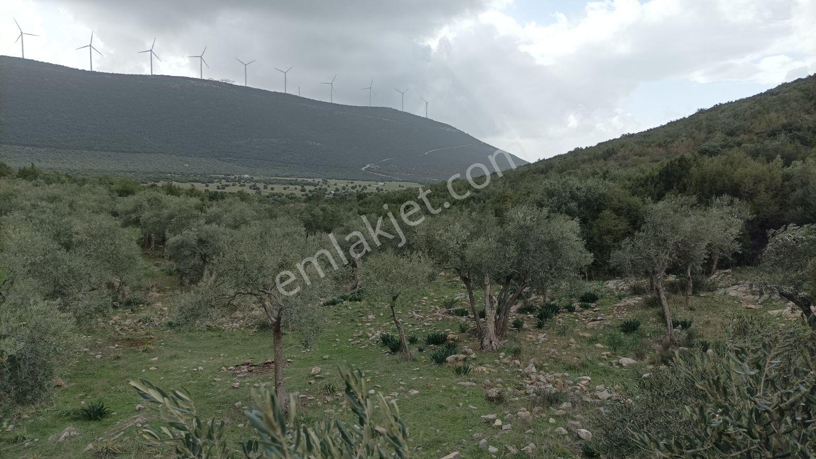 Didim Akbük, Balova Mevkinde Satılık,4700mt.zeytinlik. - Görsel 6
