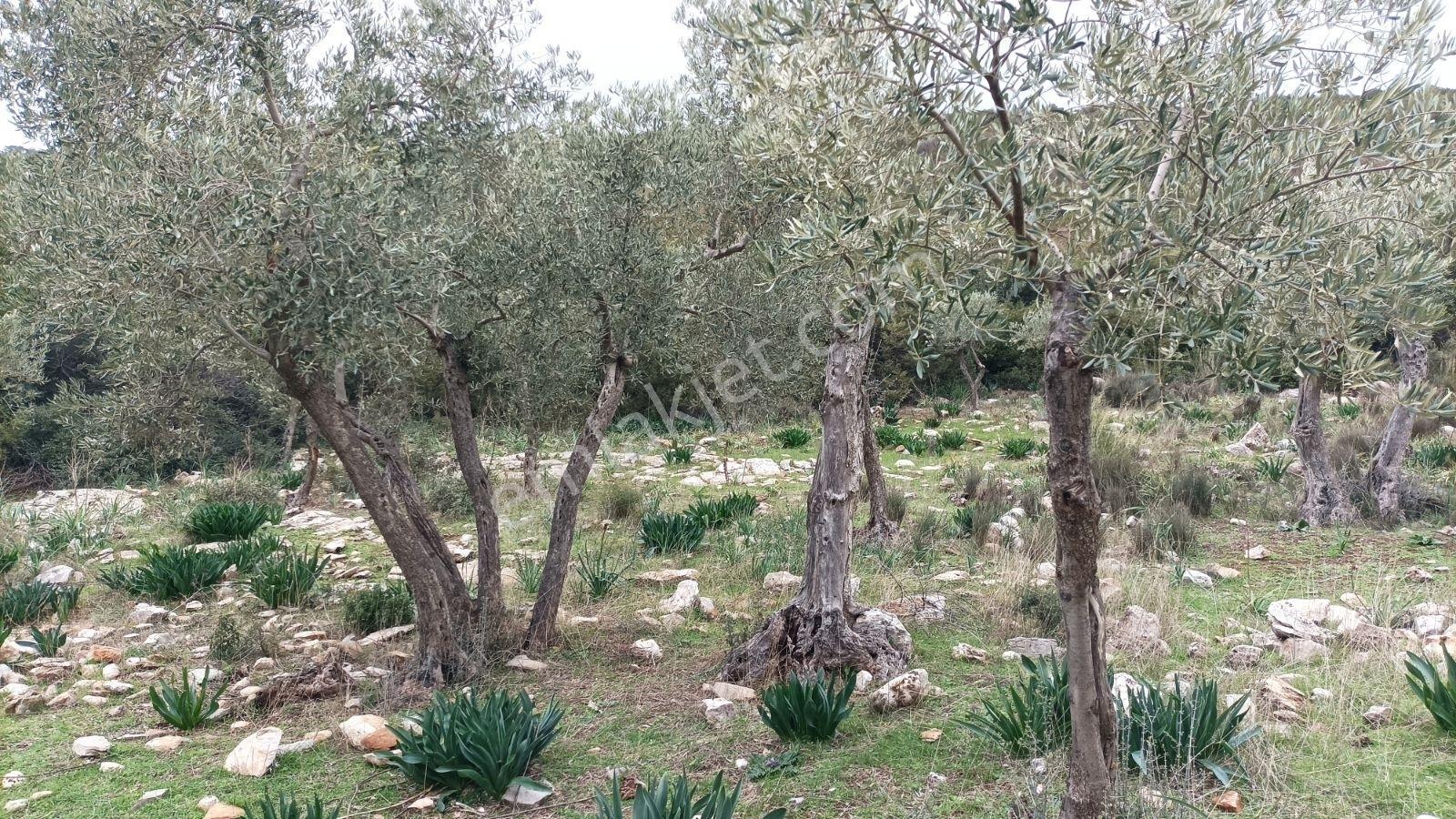Didim Akbük, Balova Mevkinde Satılık,4700mt.zeytinlik. - Görsel 35