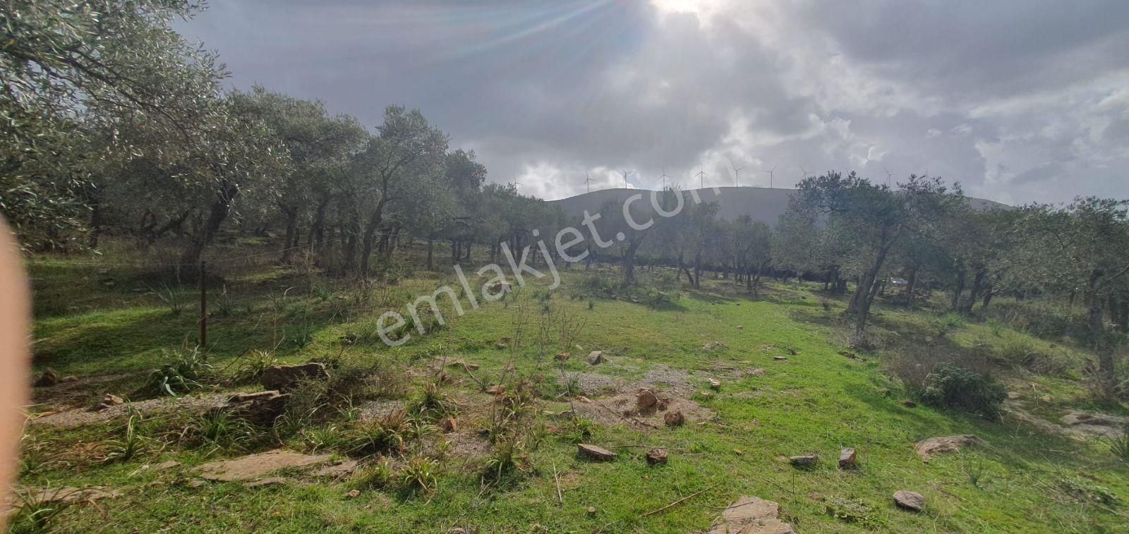 Didim Akbük, Balova Mevkinde Satılık,4700mt.zeytinlik. - Görsel 17