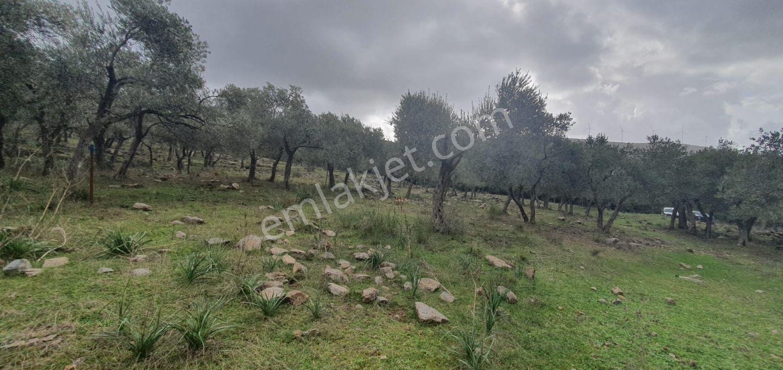 Didim Akbük, Balova Mevkinde Satılık,4700mt.zeytinlik.