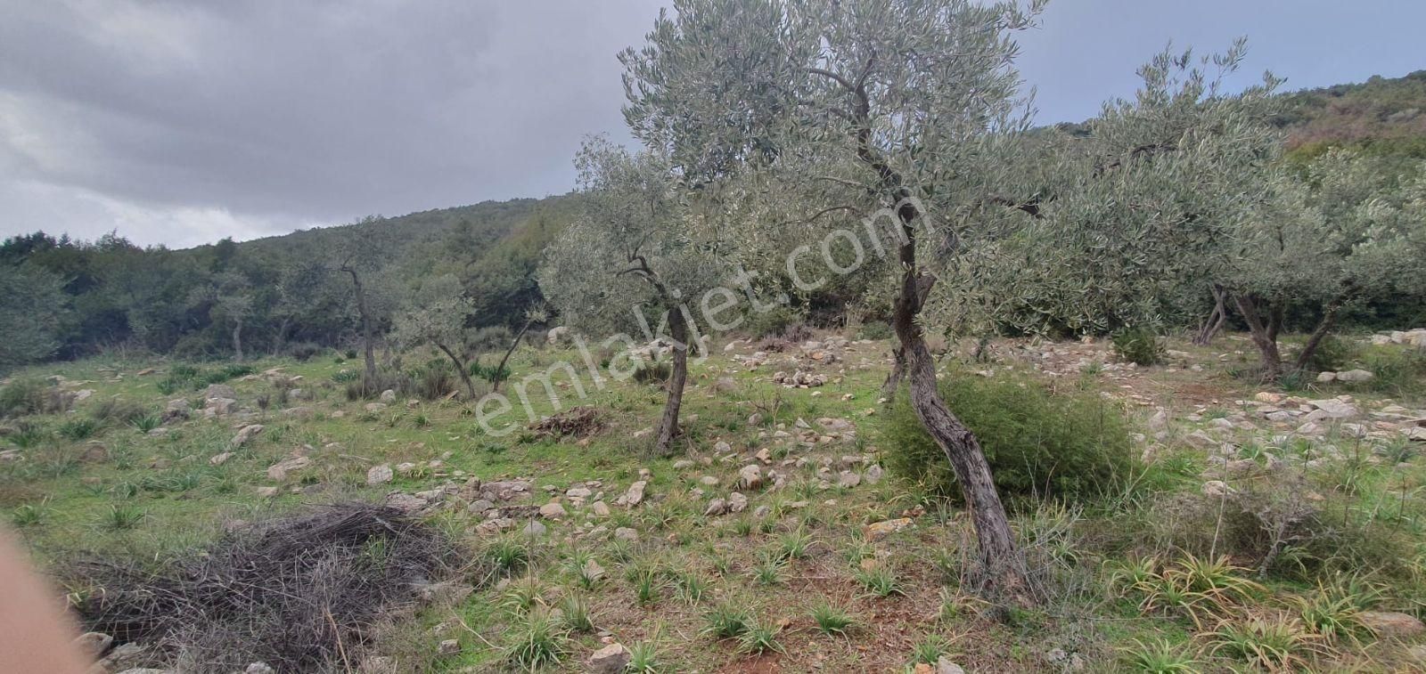 Didim Akbük, Balova Mevkinde Satılık,4700mt.zeytinlik. - Görsel 13