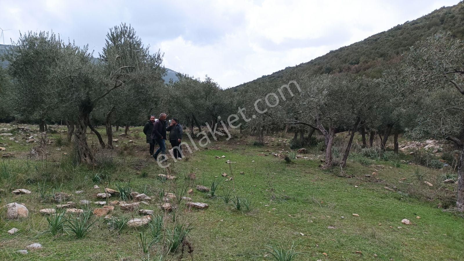 Didim Akbük, Balova Mevkinde Satılık,4700mt.zeytinlik. - Görsel 16