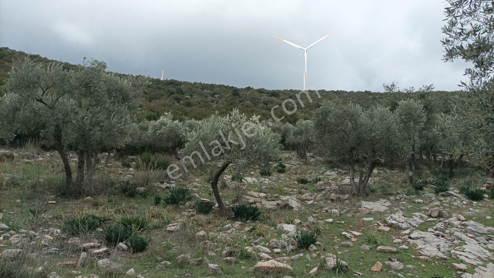 Didim Akbük, Balova Mevkinde Satılık,4700mt.zeytinlik. - Görsel 22