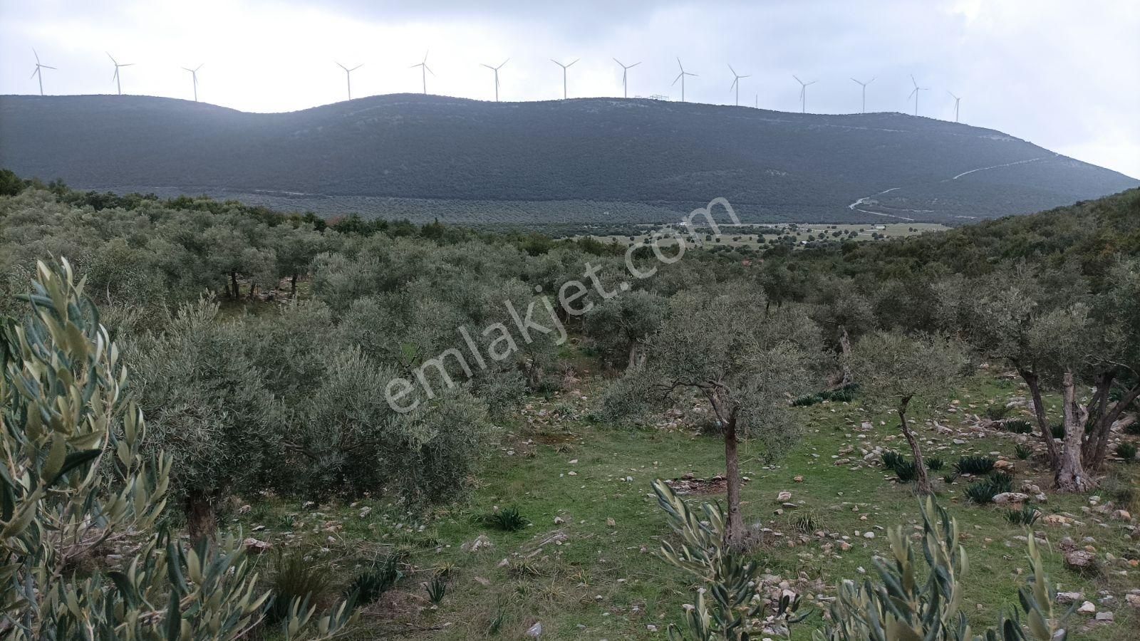 Didim Akbük, Balova Mevkinde Satılık,4700mt.zeytinlik. - Görsel 15