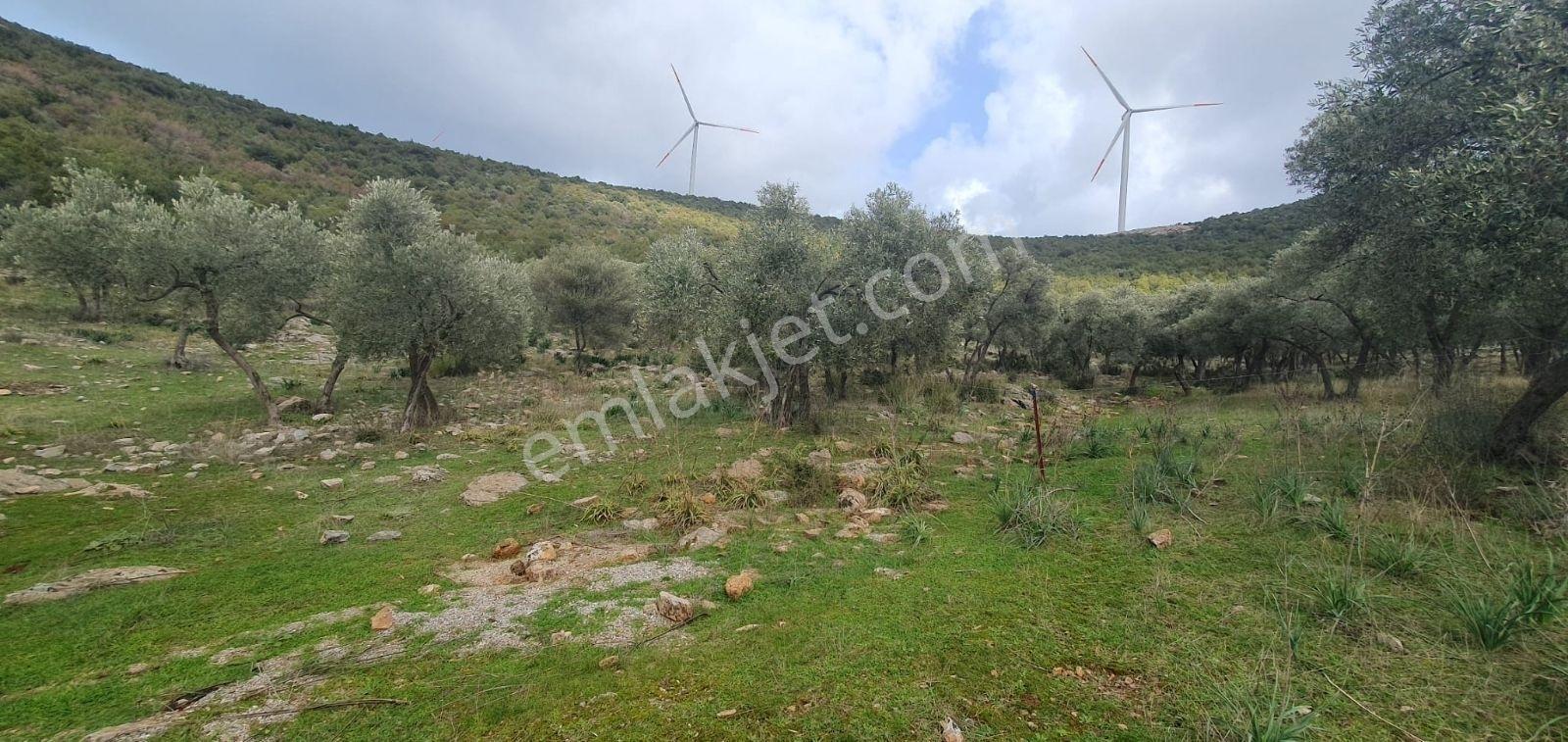 Didim Akbük, Balova Mevkinde Satılık,4700mt.zeytinlik. - Görsel 3