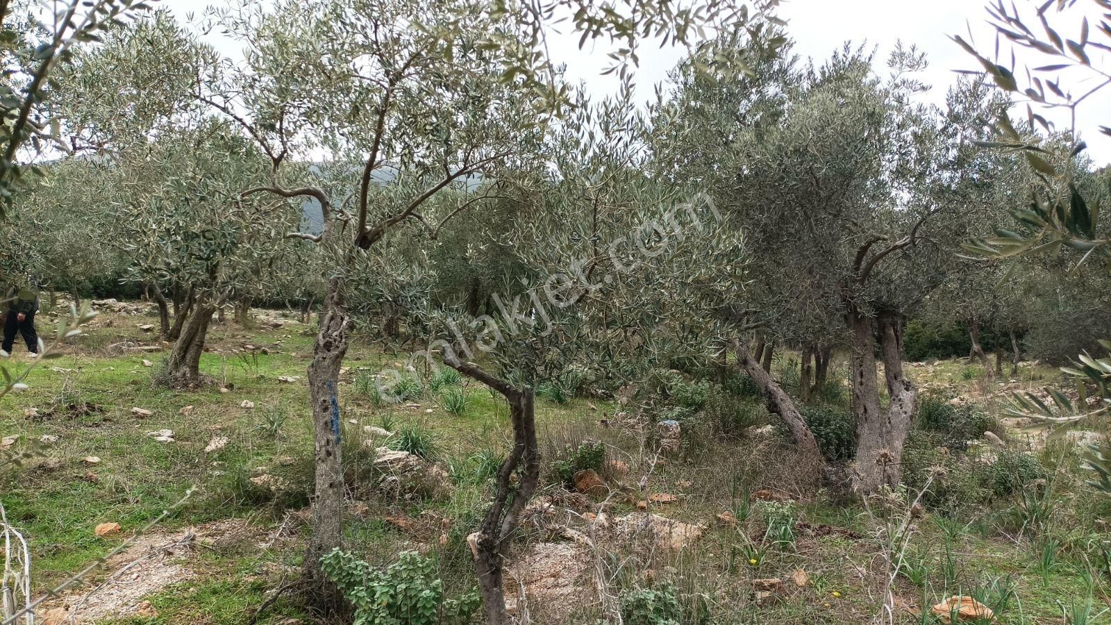 Didim Akbük, Balova Mevkinde Satılık,4700mt.zeytinlik. - Görsel 32