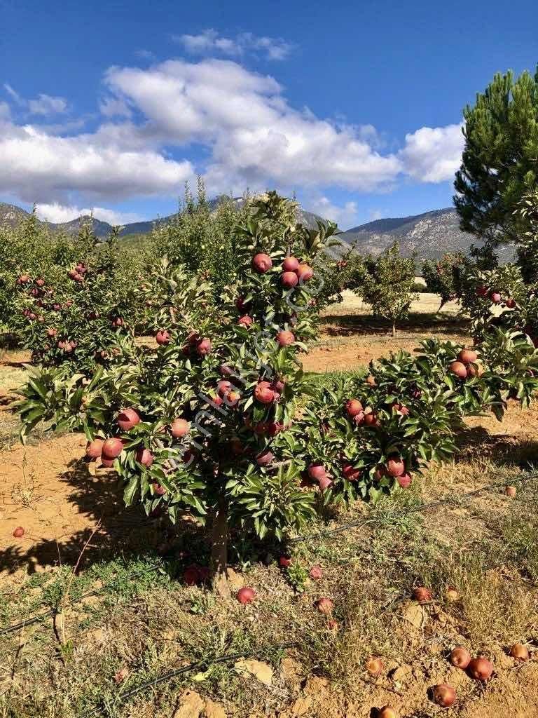 Elmalı Akçay 9.360 M2 Elma Bahçesi Müstakil Sontaj Sulu - Görsel 22