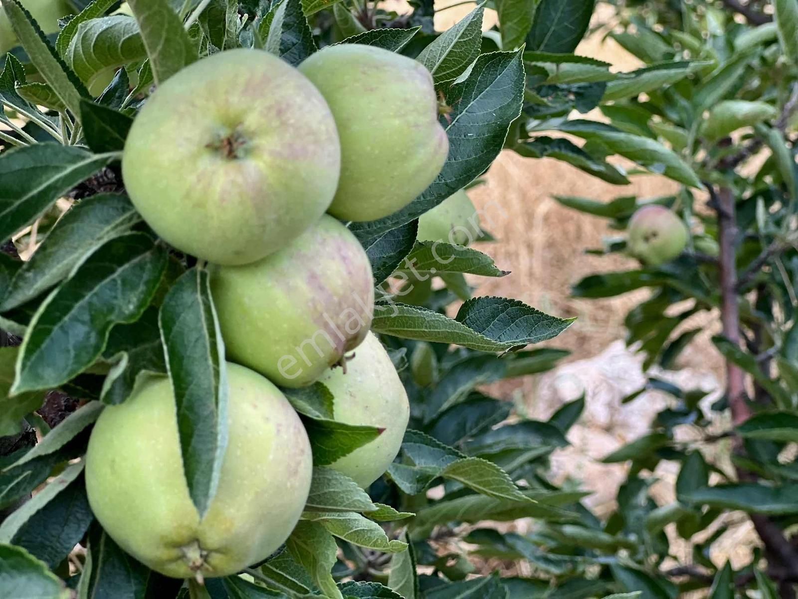 Elmalı Akçay 9.360 M2 Elma Bahçesi Müstakil Sontaj Sulu - Görsel 16