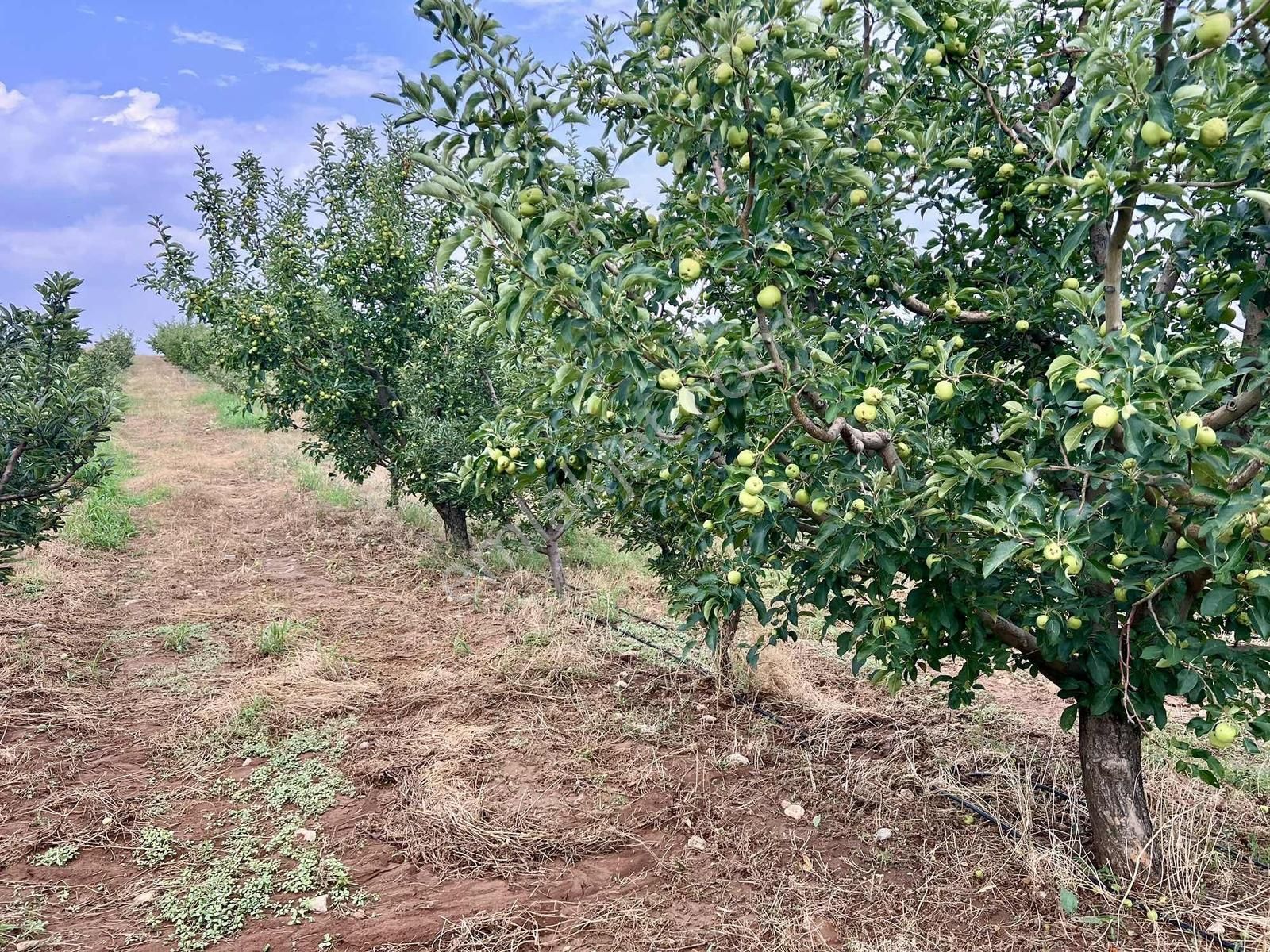 Elmalı Akçay 9.360 M2 Elma Bahçesi Müstakil Sontaj Sulu - Görsel 26