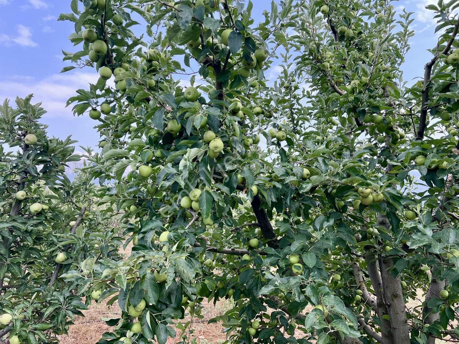 Elmalı Akçay 9.360 M2 Elma Bahçesi Müstakil Sontaj Sulu - Görsel 24