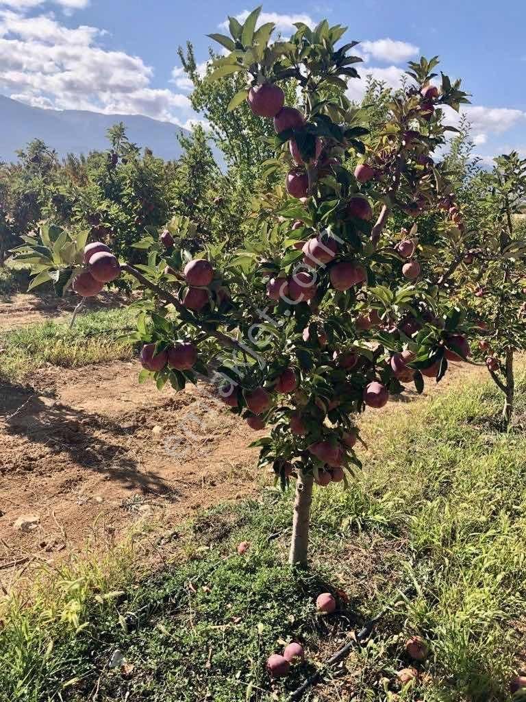 Elmalı Akçay 9.360 M2 Elma Bahçesi Müstakil Sontaj Sulu - Görsel 12