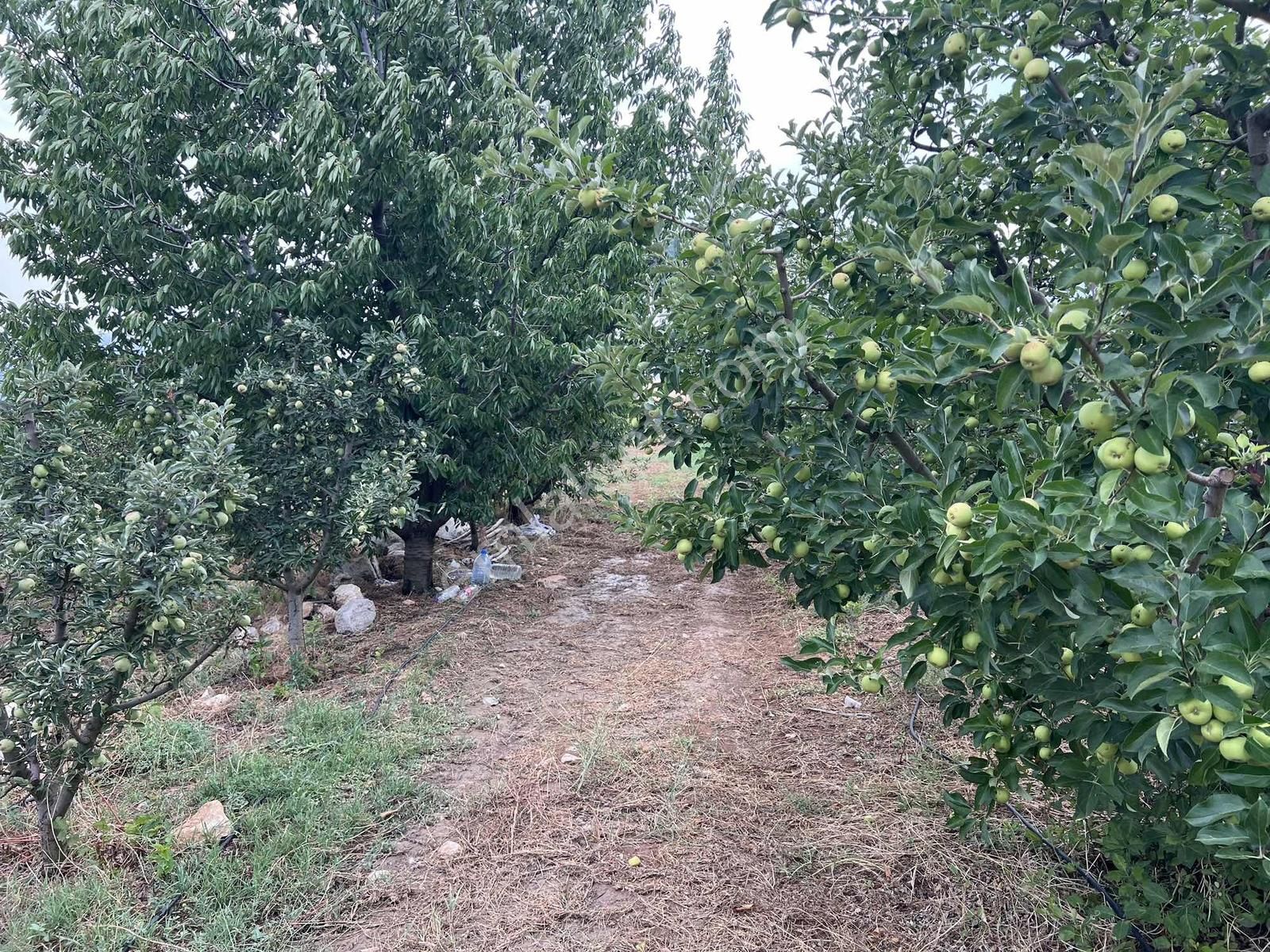 Elmalı Akçay 9.360 M2 Elma Bahçesi Müstakil Sontaj Sulu - Görsel 20