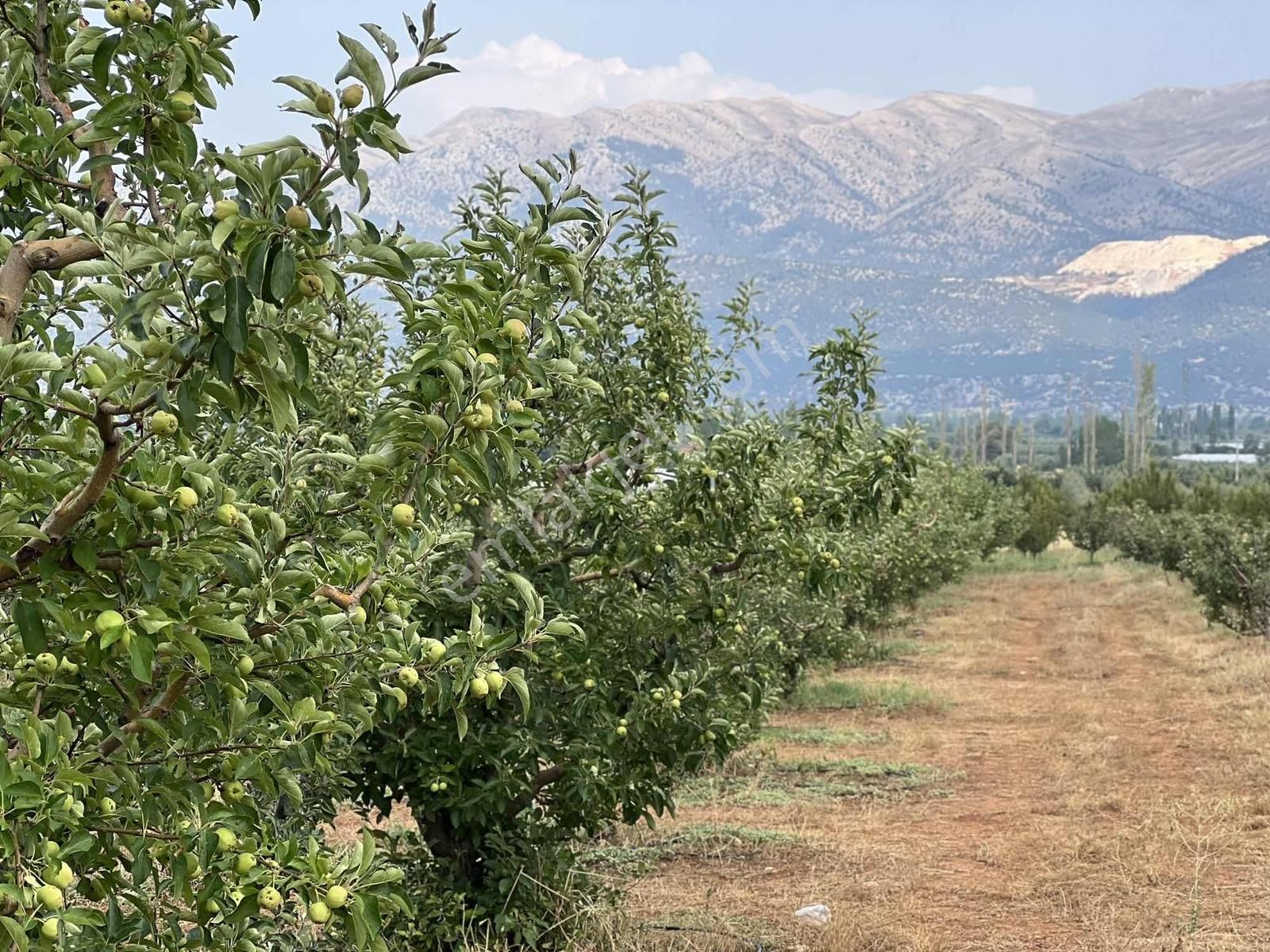 Elmalı Akçay 9.360 M2 Elma Bahçesi Müstakil Sontaj Sulu - Görsel 17