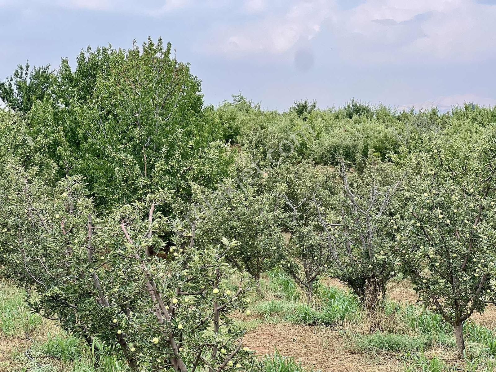 Elmalı Akçay 9.360 M2 Elma Bahçesi Müstakil Sontaj Sulu - Görsel 9