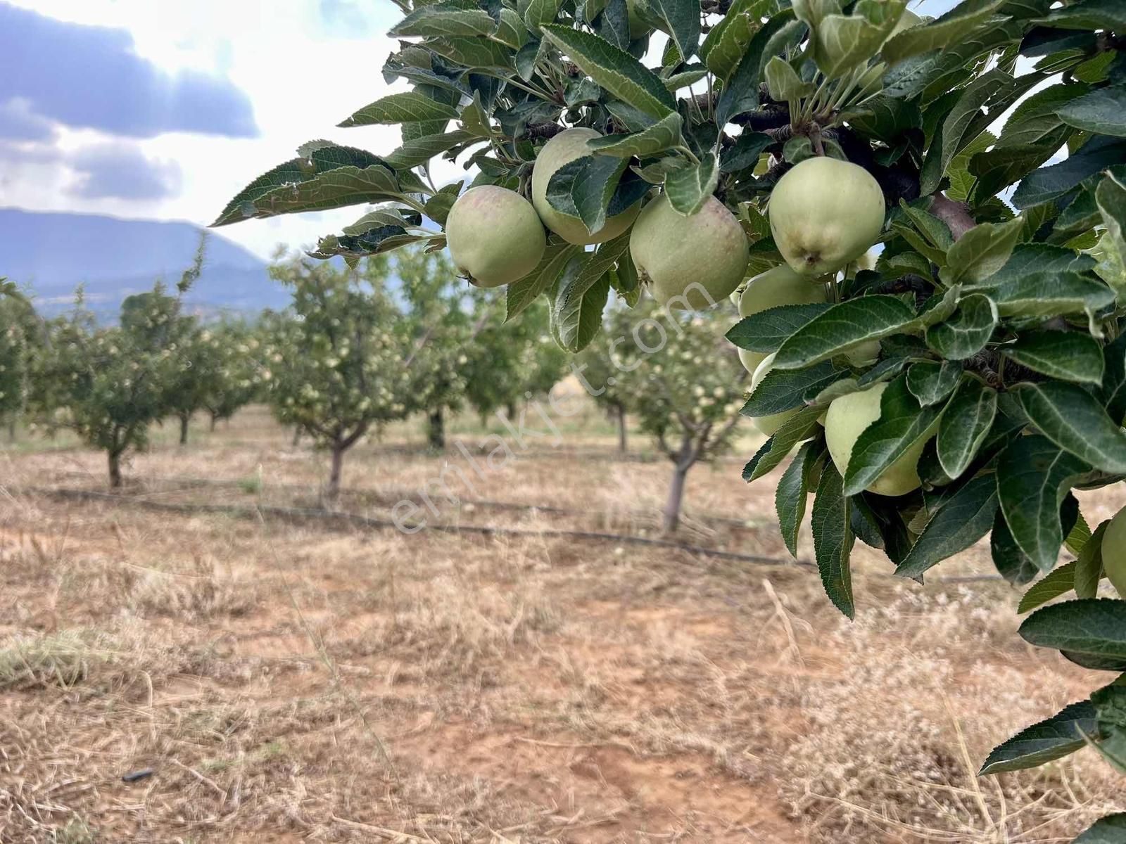Elmalı Akçay 9.360 M2 Elma Bahçesi Müstakil Sontaj Sulu - Görsel 3