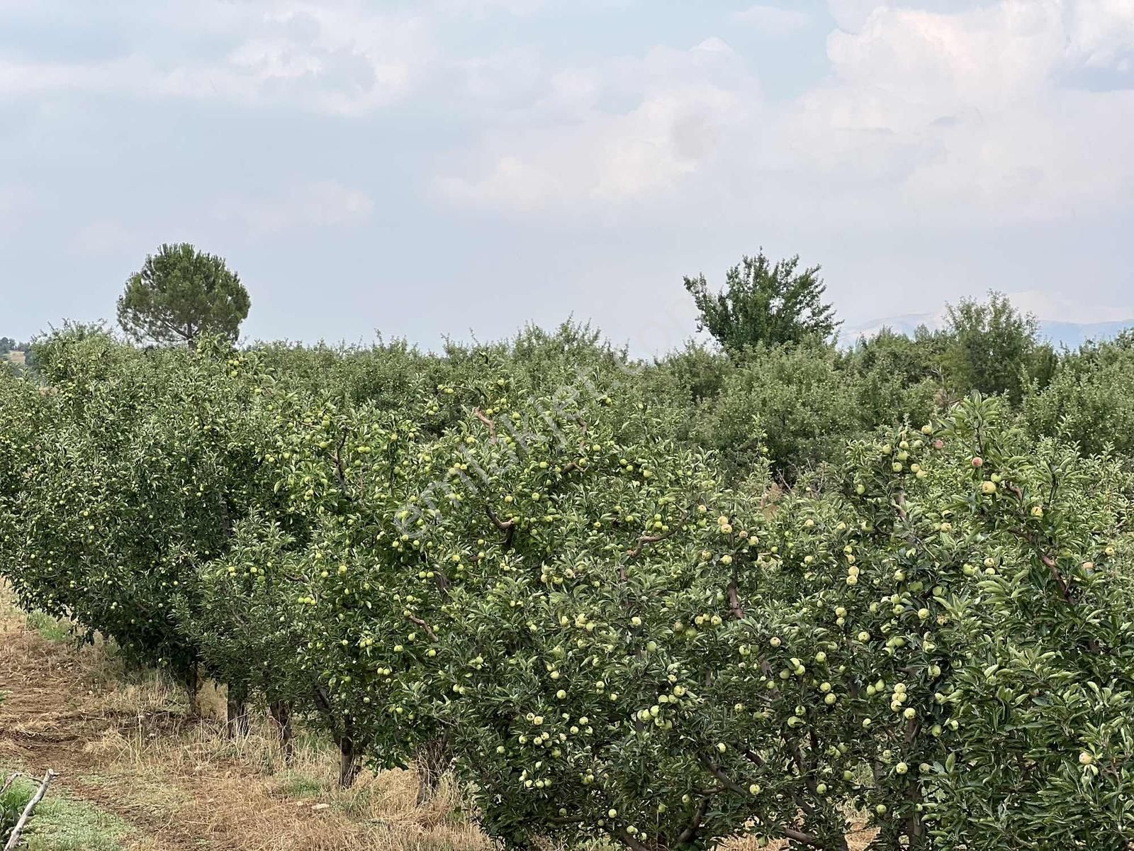 Elmalı Akçay 9.360 M2 Elma Bahçesi Müstakil Sontaj Sulu - Görsel 32