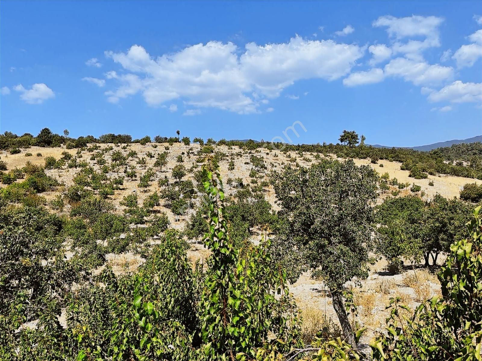 Kaş Mega Dan Akörü De Ev Ve 24.000 M2 Ceviz Bahçesi - Görsel 6