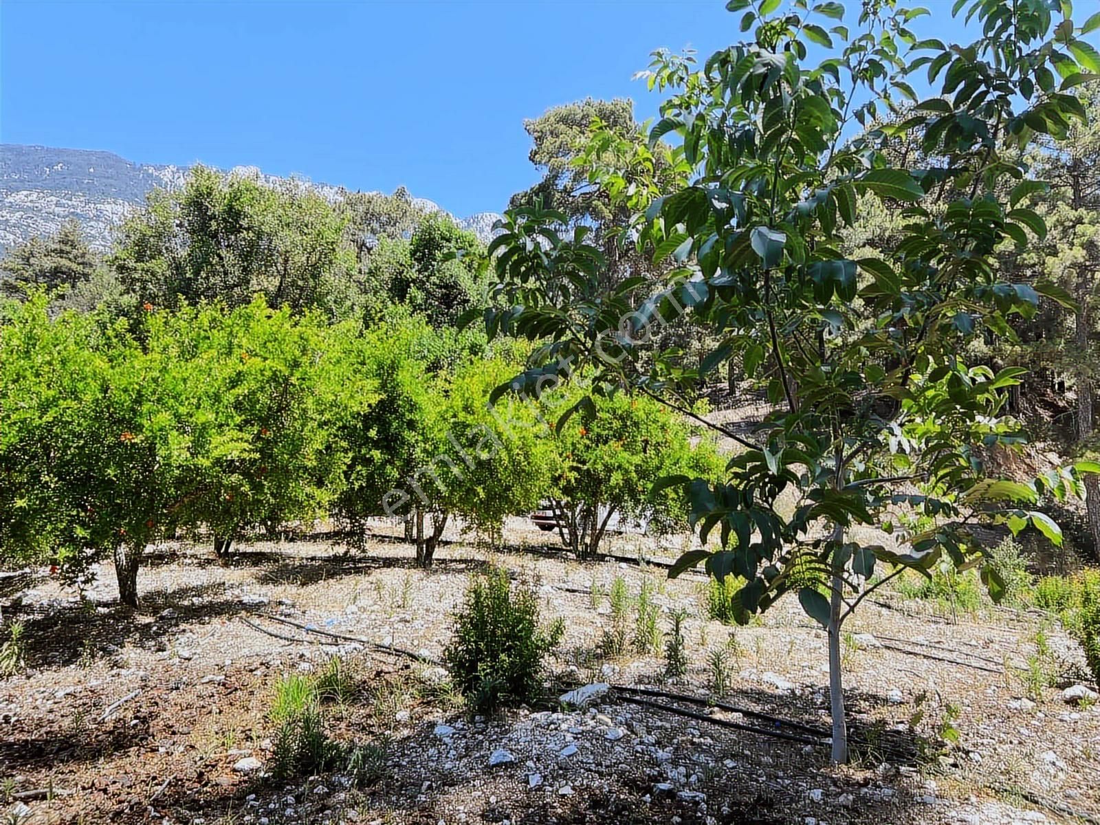 Kaş Gürsu Mah. De 1.600 M2 Nar Bahçesi Krediye Uygun - Görsel 5